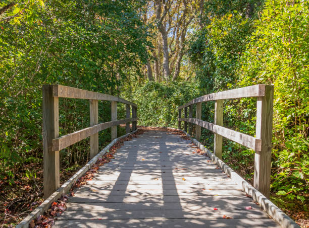 istock Wooden boardwalk in forest 1279820684