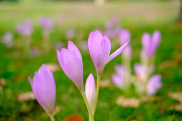 Close-up of a Colchicum flower aka autumn crocus, meadow saffron, or naked lady Close-up of Colchicum flowers aka autumn crocus, meadow saffron, or naked lady, a perennial flowering plant with purple bells. meadow saffron stock pictures, royalty-free photos & images