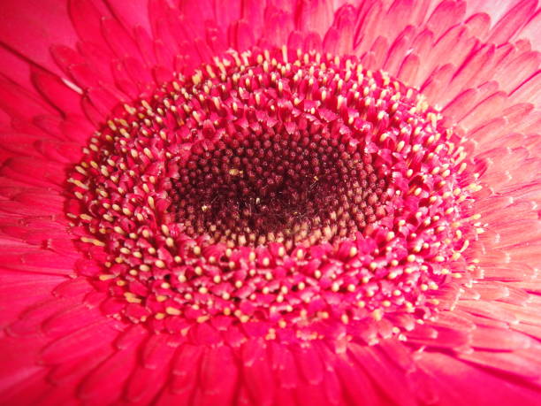 istock Pink colour Sunflower 1279823644