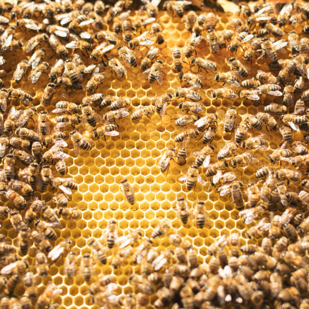 Colony of bees on honeycomb in apiary. Beekeeping in countryside. Many working bees on honeycomb, close up. Detailed shot within a hive in a honeycomb, wax cells with honey and pollen. Honey in combs
