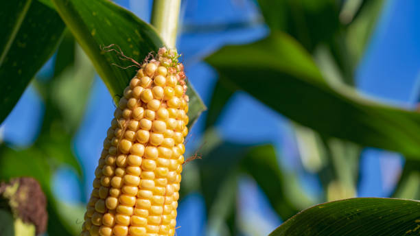 istock Corn on the cob crop growing in a field against a blue sky 1279824451