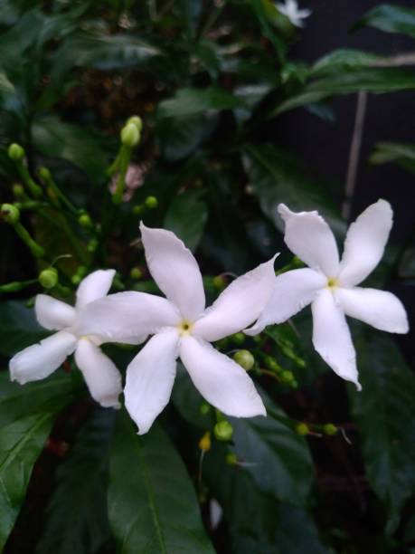 istock a white flower was blooming in the park 2 1279824485