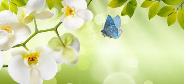 Photo of Orchids with a butterfly on nature background
