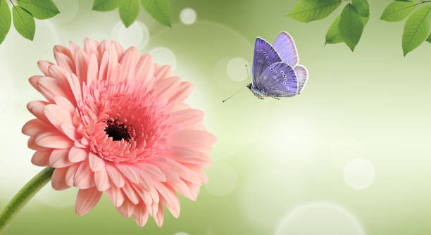istock Pink gerbera daisy flower and flying butterfly on green spring background 1279824827