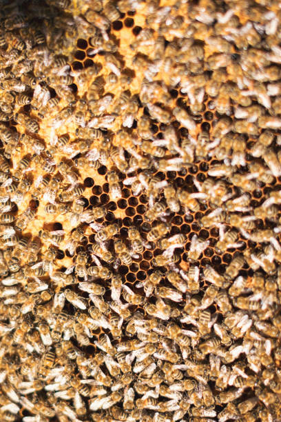 istock Young beekeeper  taking care of bee hives 1279825852