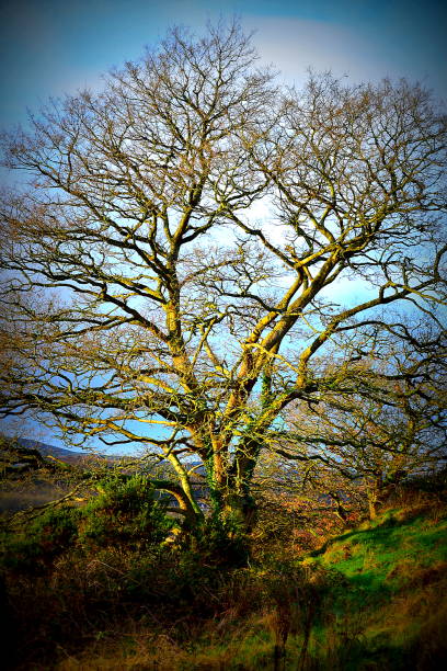 istock Oak tree in winter against a blue sky 1279826114