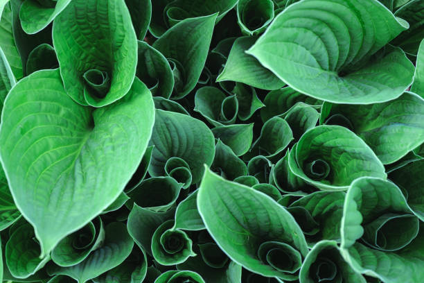 istock Closeup nature view of green hosta leaves pattern layout design 1279826220