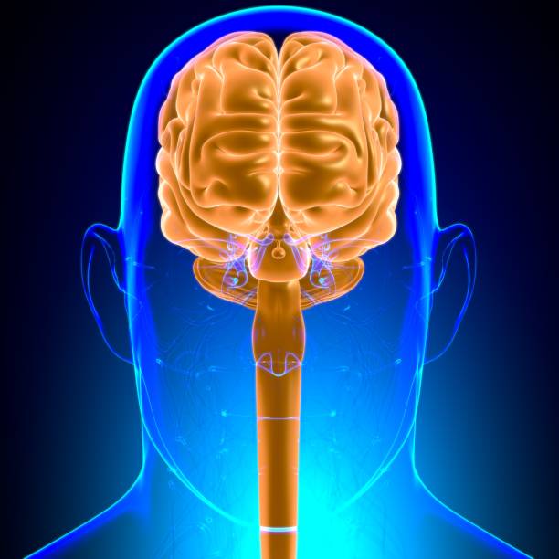istock Human Brain Anatomy For Medical Concept 3D 1279826297