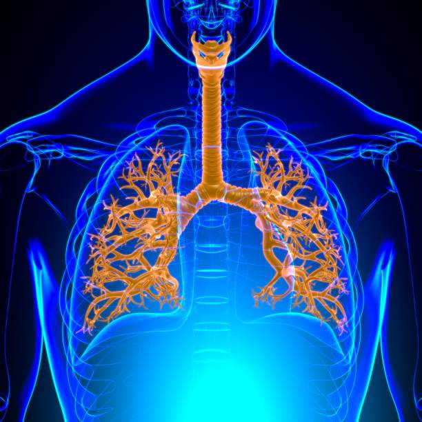 istock Lungs Human Respiratory System Anatomy For Medical Concept 3D 1279826481