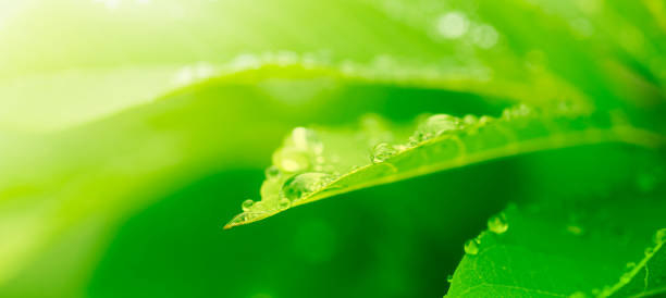 istock purity nature background, water drops on green leaves 1279827410