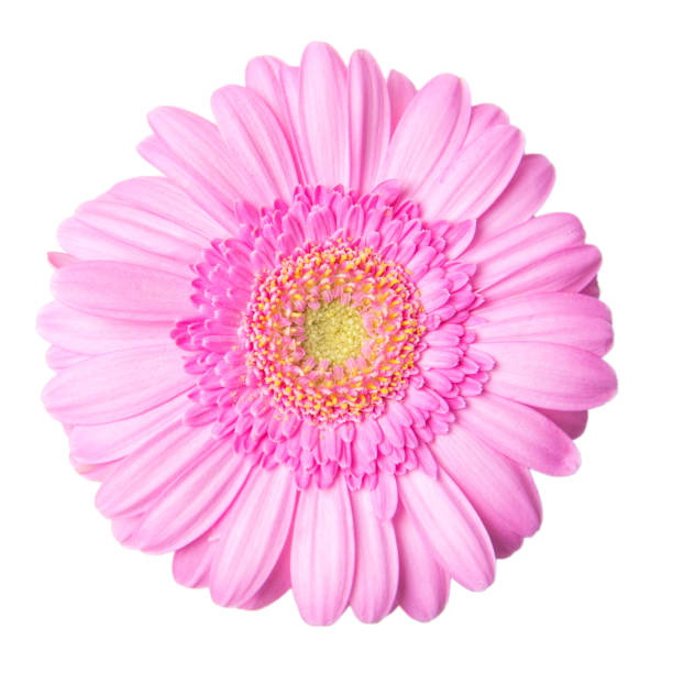istock Pink gerbera or daisy flower isolated on white background, top view 1279827427