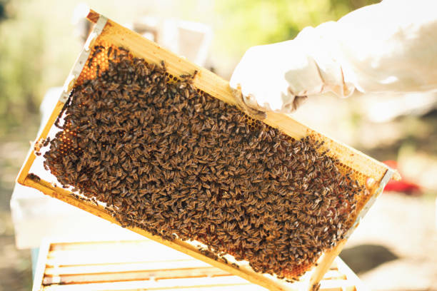 istock Young beekeeper  taking care of bee hives 1279827527
