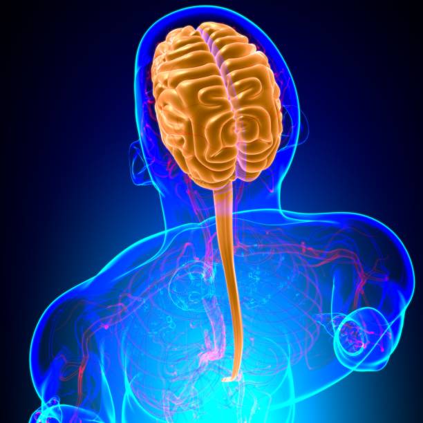 istock Human Brain Anatomy For Medical Concept 3D 1279827614