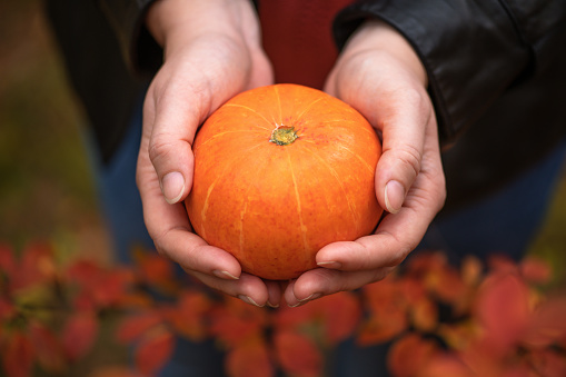 Pumpkin in the hands of a girl on the background of the autumn forest. Halloween. Selective focus