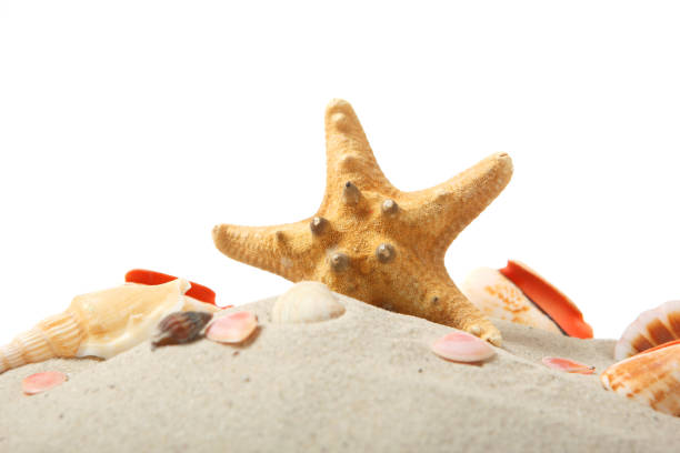 istock sand, shells and starfish isolated on white. place for text, travel, sea. 1279827761