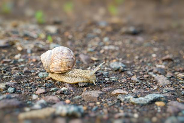 istock Snail crawling on ground after rain. 1279828542
