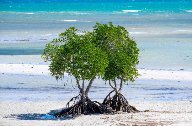 istock Mangroves on the beach 1279828552
