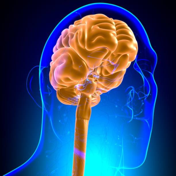 istock Human Brain Anatomy For Medical Concept 3D 1279828679