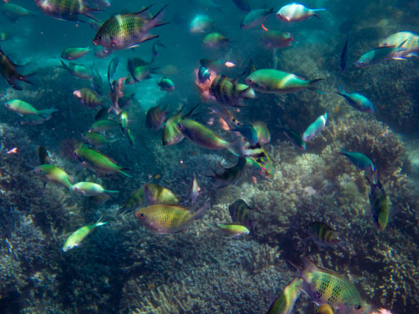 istock Underwater sealife in Palawan reef 1279829831
