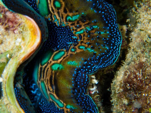 istock Underwater colourful seashell in Palawan reef 1279829941