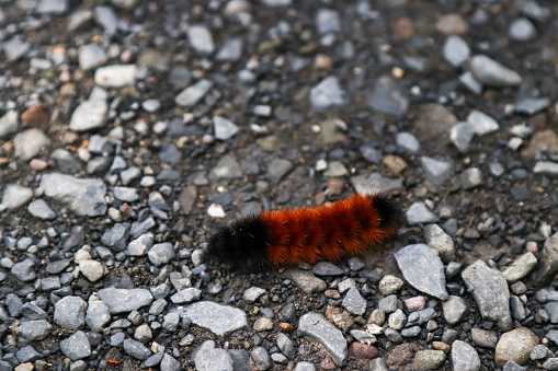 picture of a crawling woolly bear (sometimes called a woolly worm). The black and brown stripe pattern is often used to try and predict if the winter will be mild or severe