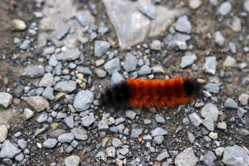 picture of a crawling woolly bear (sometimes called a woolly worm). The black and brown stripe pattern is often used to try and predict if the winter will be mild or severe