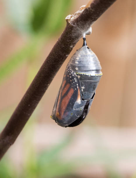 istock Monarch Butterfly Chrysalis is Beginning to Open 1279830187