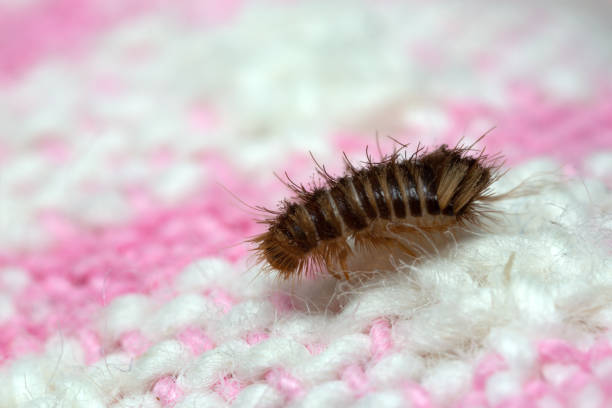istock Skin beetle, Anthrenus larva on textile, macro photo 1279830265