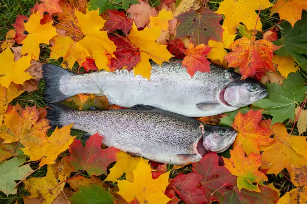 Photo of Fresh rainbow trout, Oncorhynchus mykiss among maple leaves in autumn