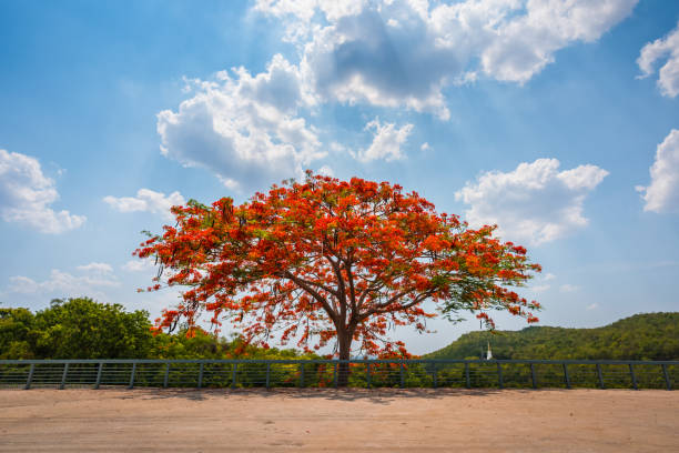 istock Flam-boyant, The Flame tree, Royal poinciana 1279830350