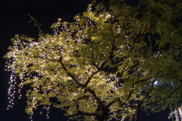 istock Decorative outdoor string lights hanging on tree in the garden at night time 1279830431