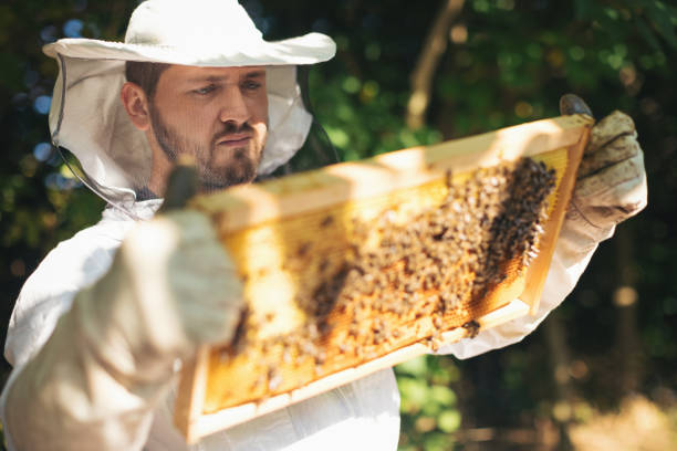 istock Young beekeeper  taking care of bee hives 1279830444