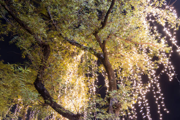 istock Decorative outdoor string lights hanging on tree in the garden at night time 1279830446