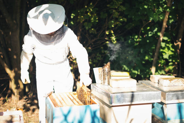istock Young beekeeper  taking care of bee hives 1279831804