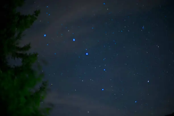 Constellation of the Big Dipper on July 20th, 2020 in Bavaria / Germany, recorded with a 50mm lens at f / 1.4. Fir tree in the left foreground.