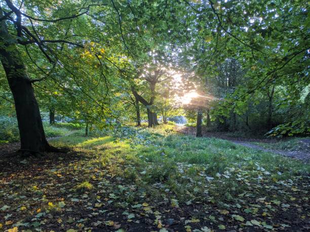 istock Evening Woodland 1279832504
