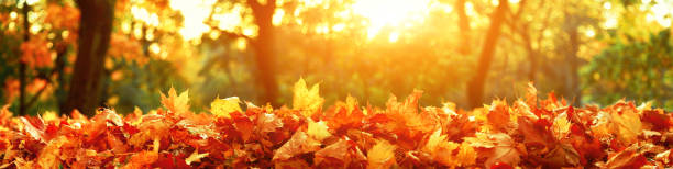 istock Colorful bright leaves falling in autumnal park. 1279832539
