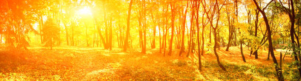 istock Colorful bright leaves falling in autumnal park. 1279832824