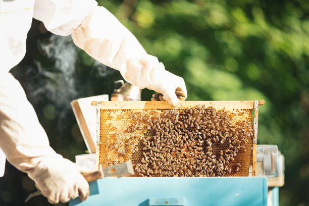 istock Young beekeeper  taking care of bee hives 1279833063