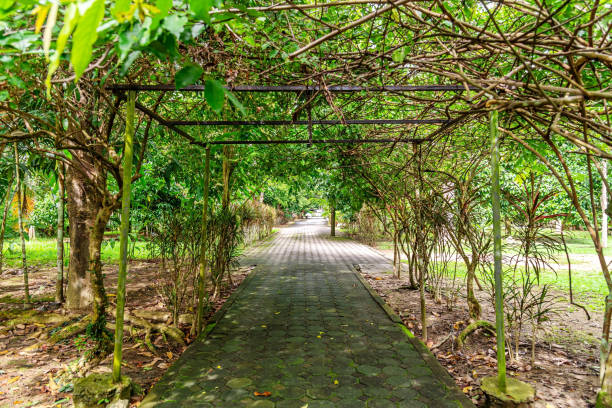 istock Way in garden park with green leaf natur 1279833134