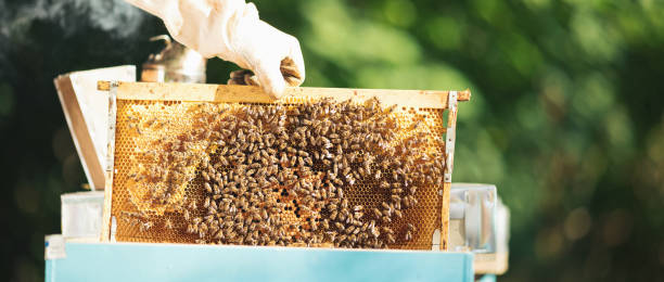 istock Young beekeeper  taking care of bee hives 1279833867
