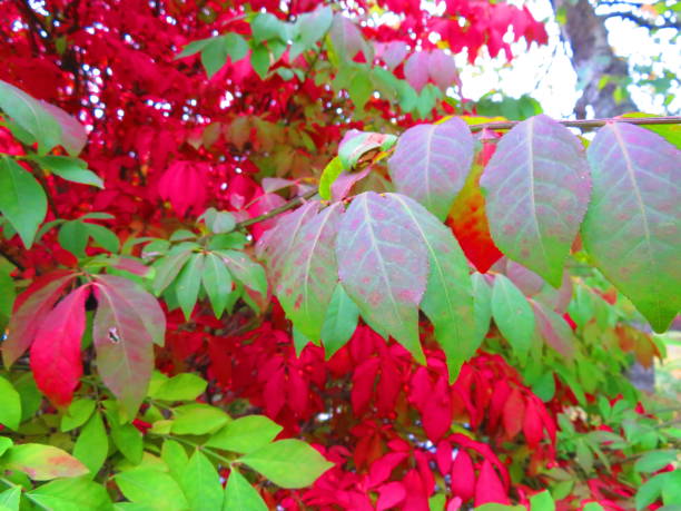 istock Leaves Changing Color in Autumn 1279833972