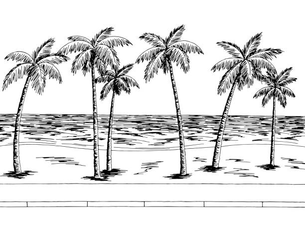 Sea Street Road Graphic Palm Tree Black White Landscape Sketch Illustration  Vector Stock Illustration - Download Image Now - iStock