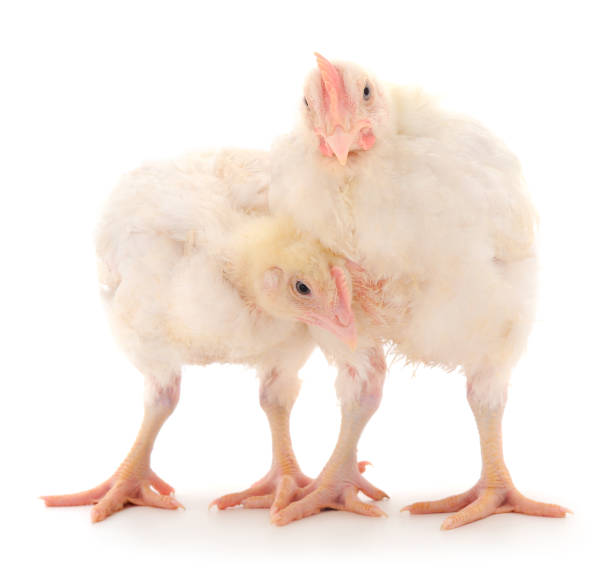 istock Two chicken or young broiler chickens. 1279834373