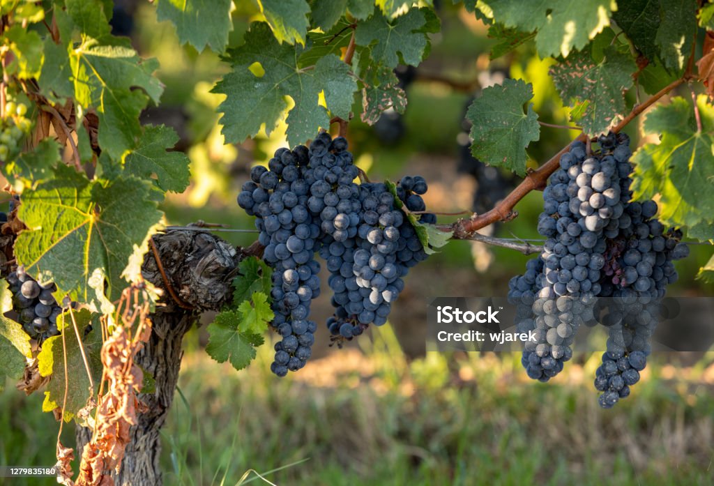 Red wine grapes ready to harvest and wine production. Saint Emilion, France Vineyard Stock Photo