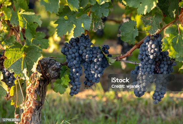 Red Wine Grapes Ready To Harvest And Wine Production Saint Emilion France Stock Photo - Download Image Now