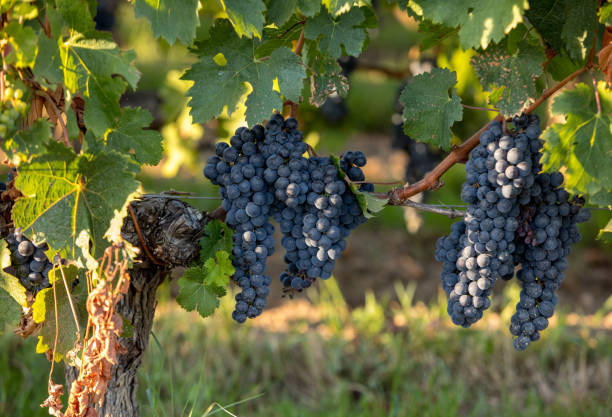 red wine grapes ready to harvest and wine production. saint emilion, france - french currency fotos imagens e fotografias de stock