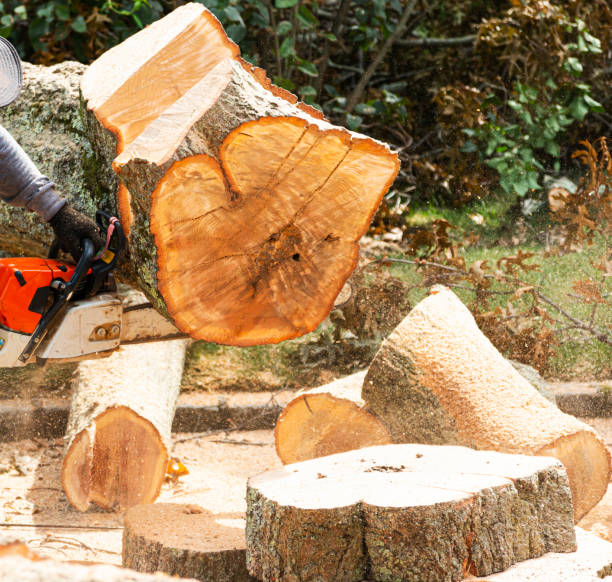istock Slicing up a tree stump with a chainsaw 1279835616