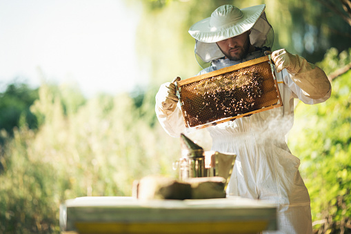 Young beekeeper  taking care of bee hives. Shallow DOF. Developed from RAW; retouched with special care and attention; Small amount of grain added for best final impression. 16 bit Adobe RGB color profile.