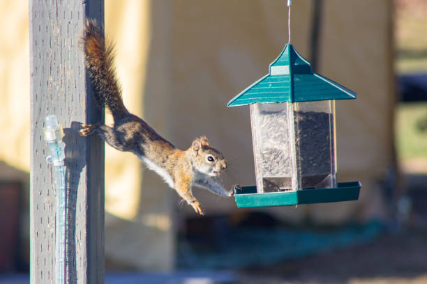 Squirrel eating from bird feeder stock photo